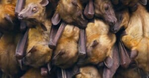 cameraman lives three weeks filming migration millions of bats