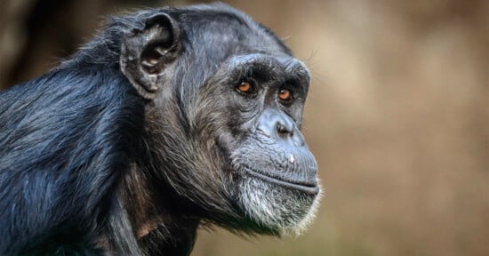 Close-up of a chimpanzee with a contemplative expression, showcasing its dark fur, detailed facial features, and expressive eyes against a blurred natural background.