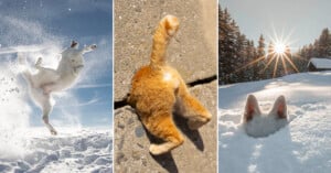 Three playful images of animals enjoying snow: a dog jumping exuberantly, a cat with its tail sticking up while half-buried, and a rabbit with only its ears visible above the snow.