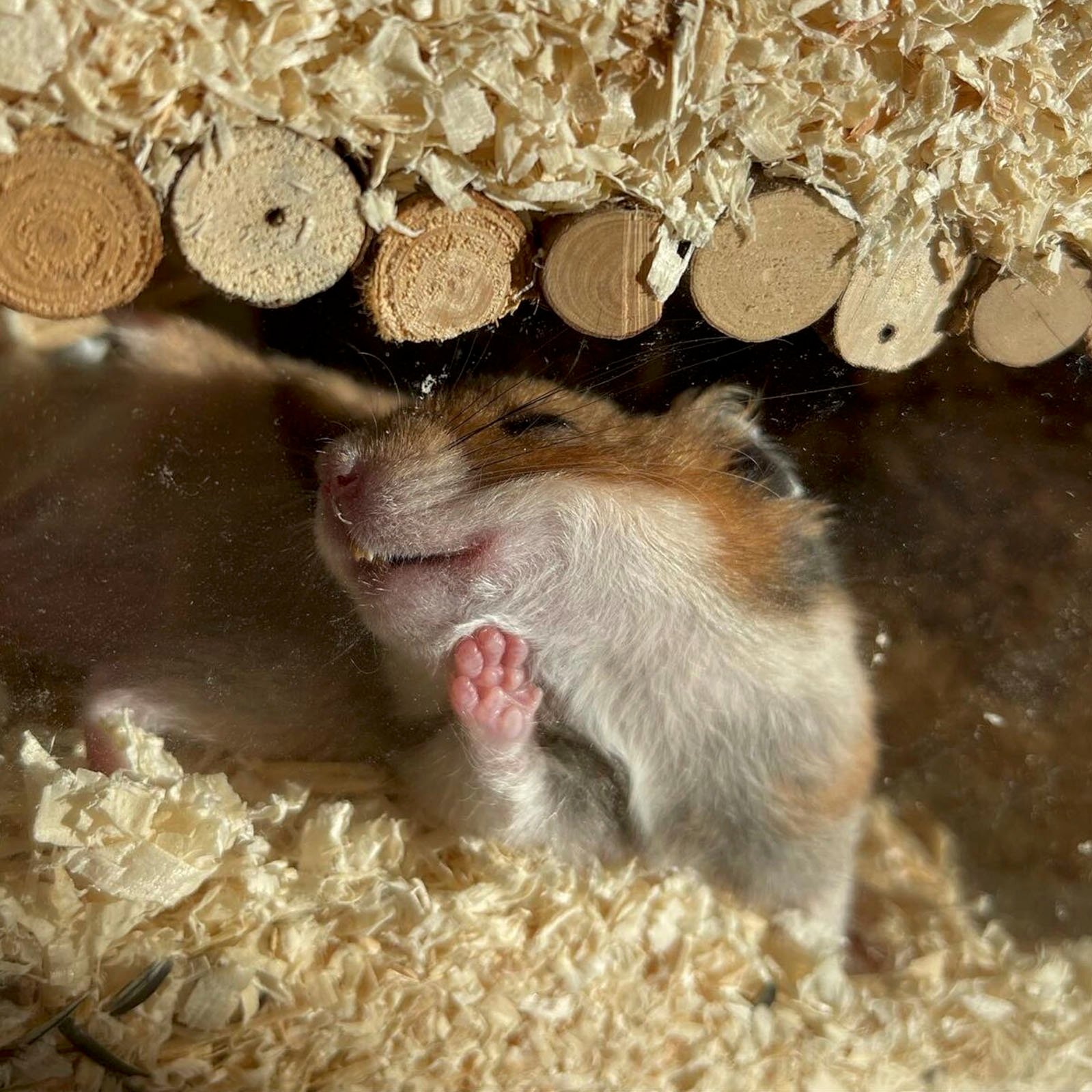 A small hamster lying on its back, peacefully sleeping under a wooden log structure with its tiny paws raised and nestled in soft bedding.