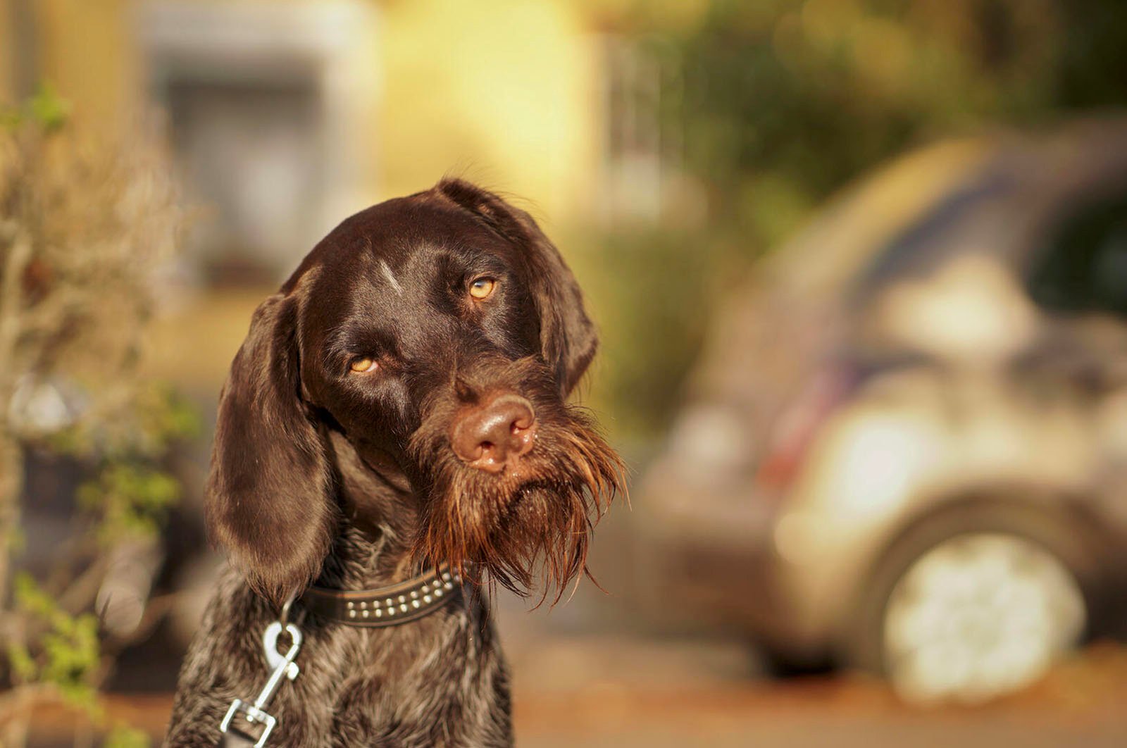 A brown dog with a shiny coat and droopy ears looks thoughtfully at the camera, a blurred car and house in the background, conveying a warm, serene setting.