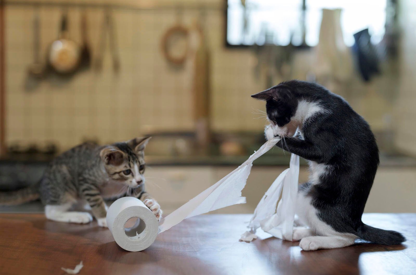 Two kittens playing with a roll of toilet paper on a kitchen counter, with one kitten unrolling it and the other observing.
