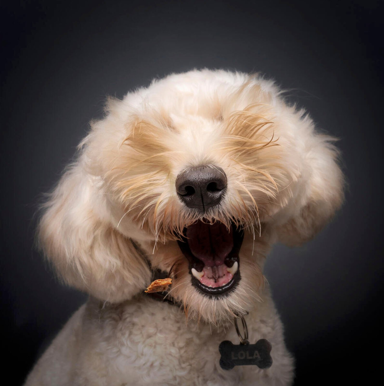 A fluffy white dog with its hair covering its eyes, mouth wide open mid-bark or yawn. The tag on its collar reads "LOLA." The background is a soft, dark gray.
