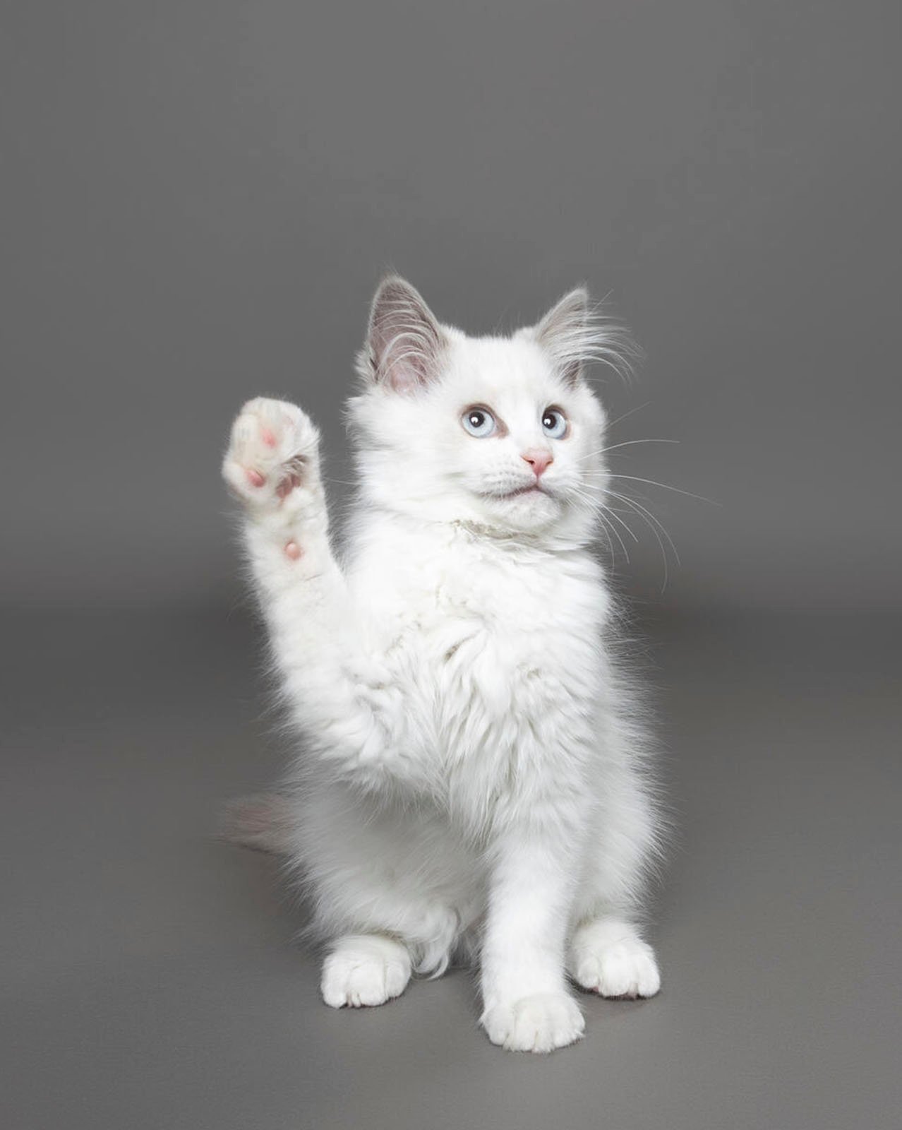 A young white fluffy cat sits against a grey background, playfully raising one paw as if waving or reaching for something. Its eyes look alert and curious.