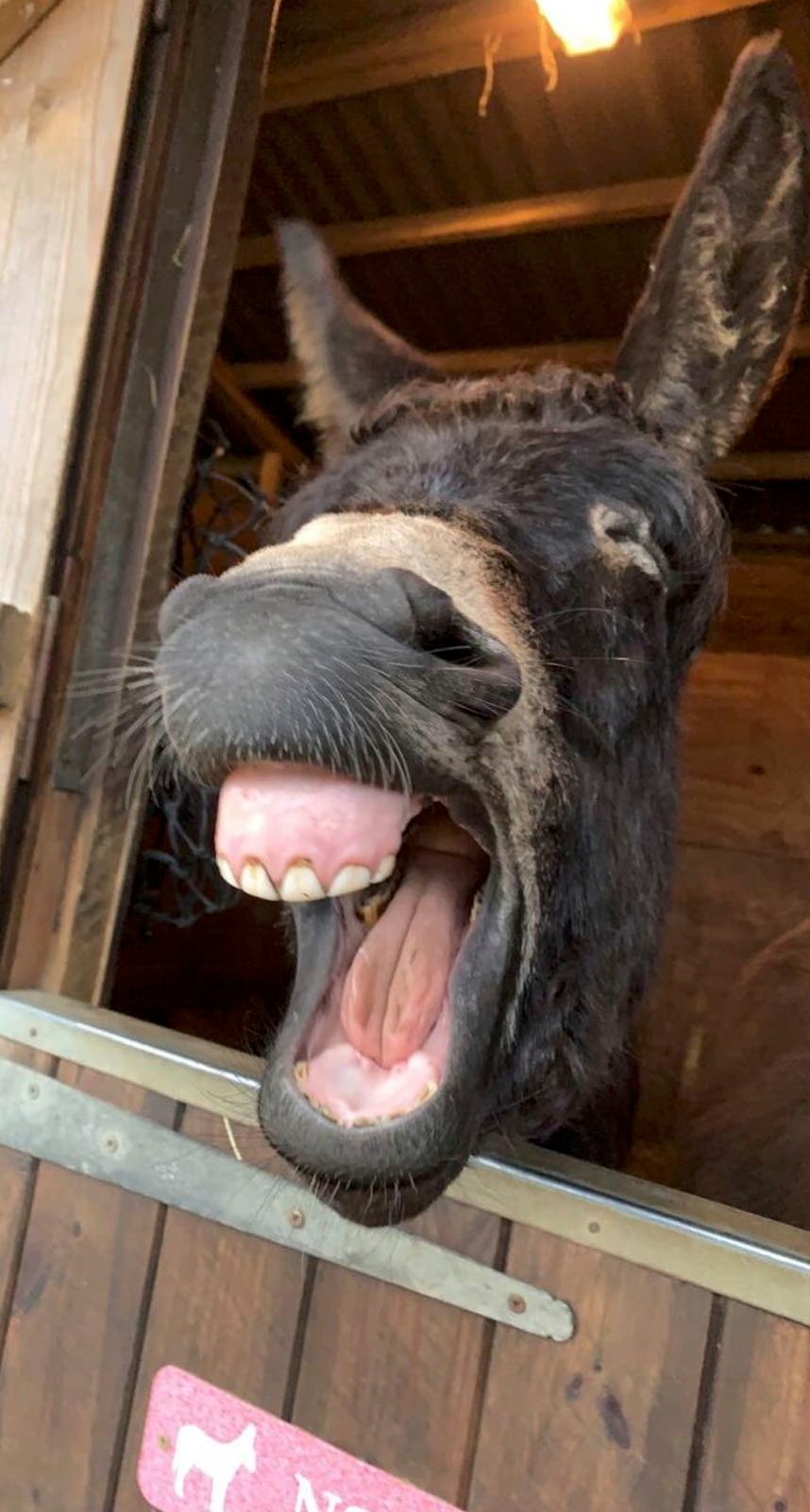 A donkey with its mouth wide open, as if braying, poking its head out of a stable window with a dark background.