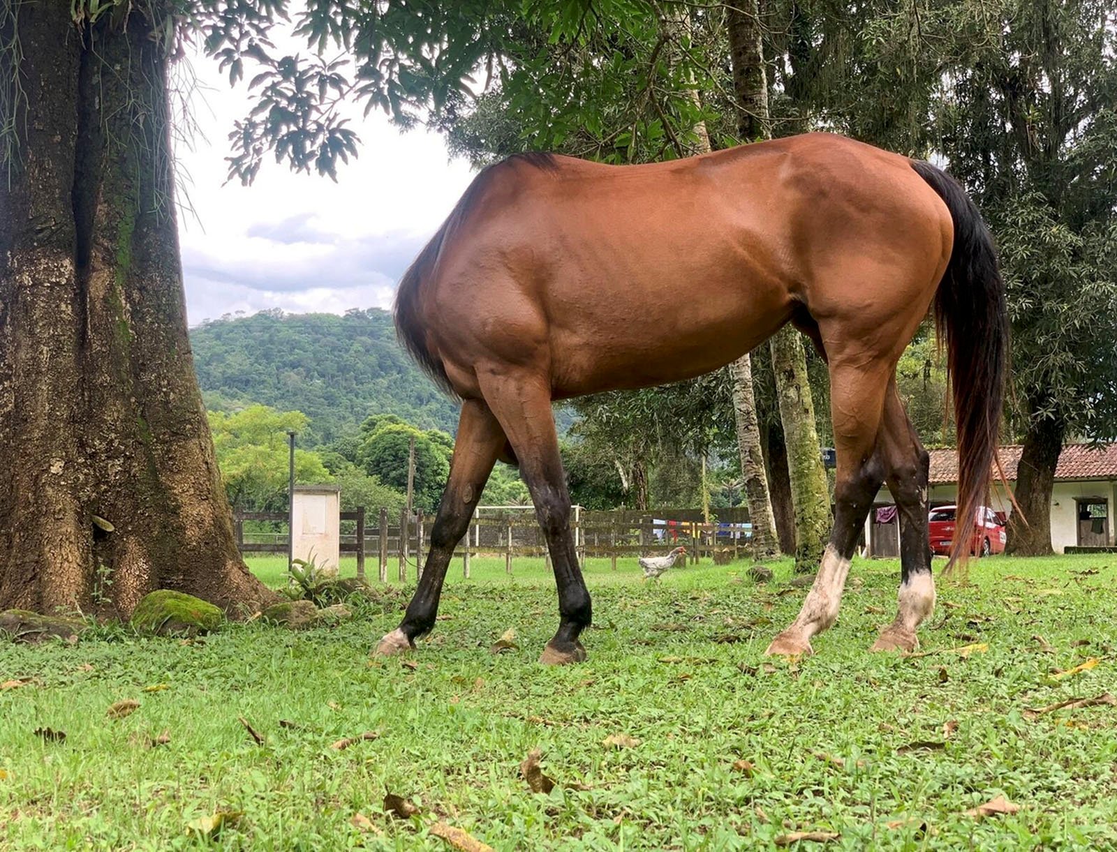 A brown horse grazing in a lush green pasture surrounded by trees, with a mountainous backdrop and a partial view of rural buildings.