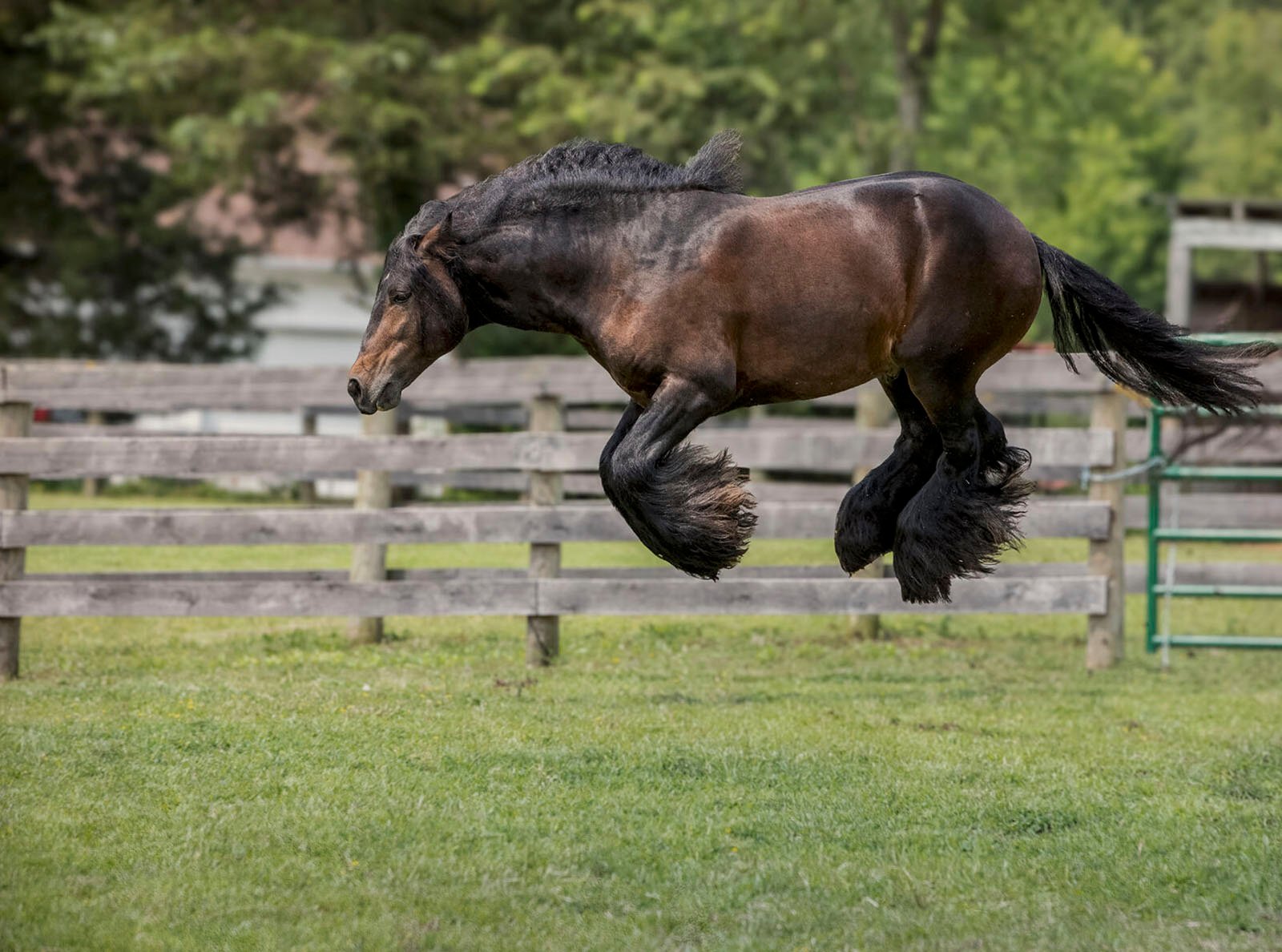 A dark brown horse with flowing black mane and tail, mid-leap over a grassy field, showcasing muscular strength and agility, with a blurred fence and trees in the background.
