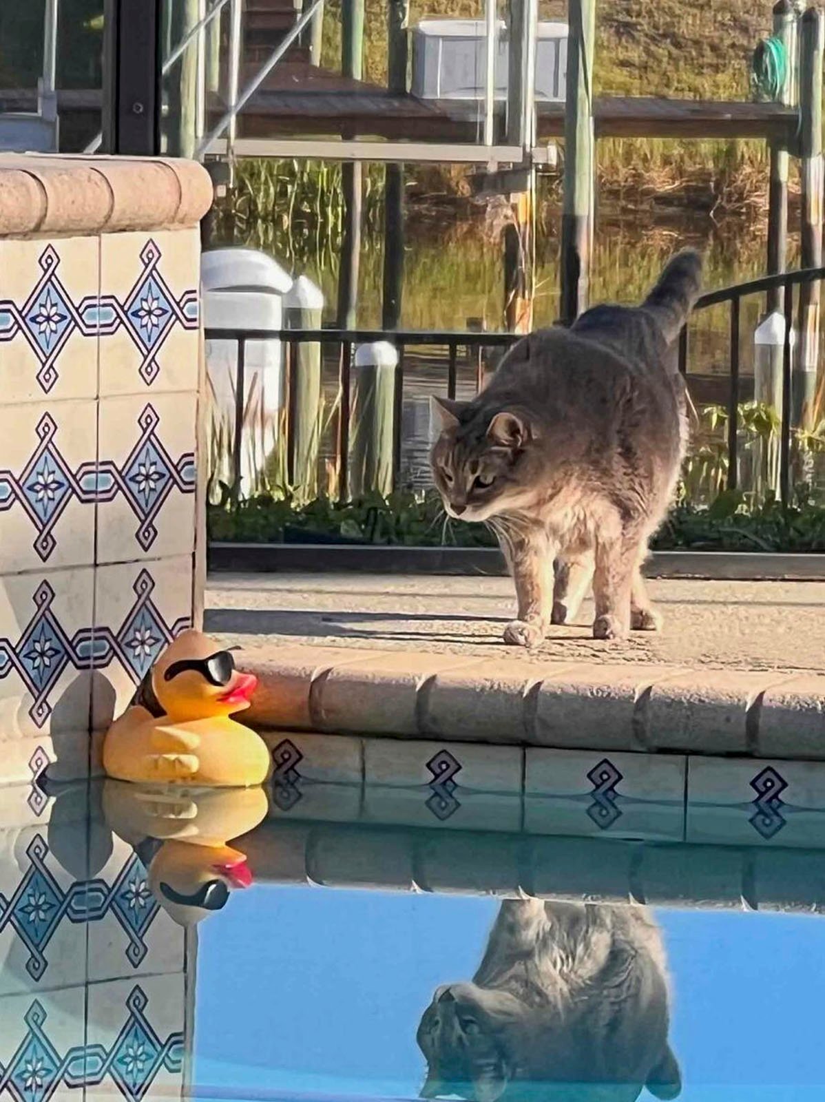 A cat cautiously approaching a rubber duck floating on the edge of a swimming pool, with its reflection visible in the water and tall reeds in the background.
