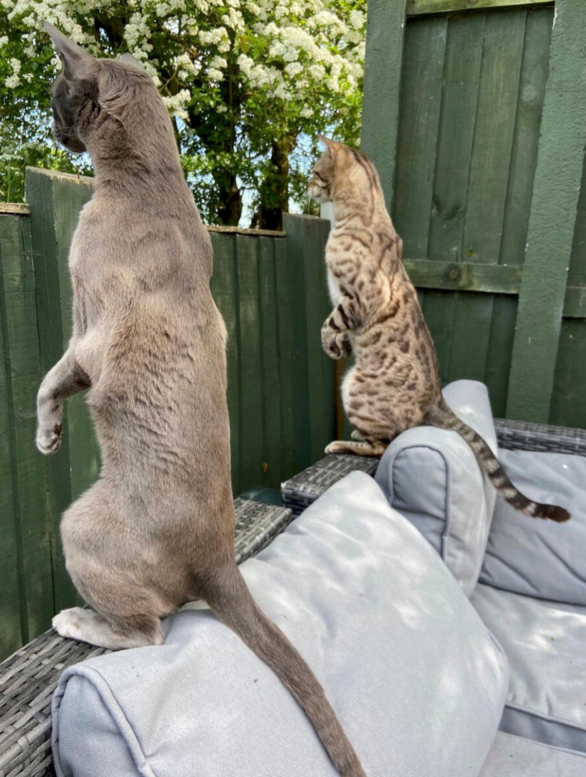 Two cats standing upright on their hind legs on a cushioned surface, looking over a green fence. One is a sleek gray and the other is a brown tabby, both appearing curious or attentive.