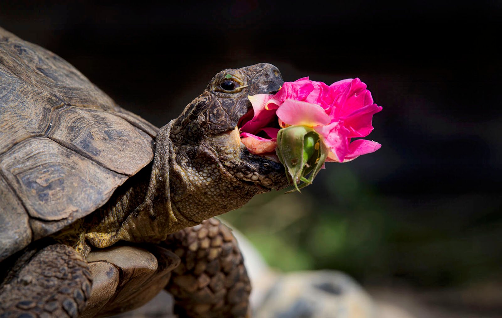 A tortoise nibbling on a bright pink flower, showcasing details of its textured shell and scaly head against a blurred natural background.