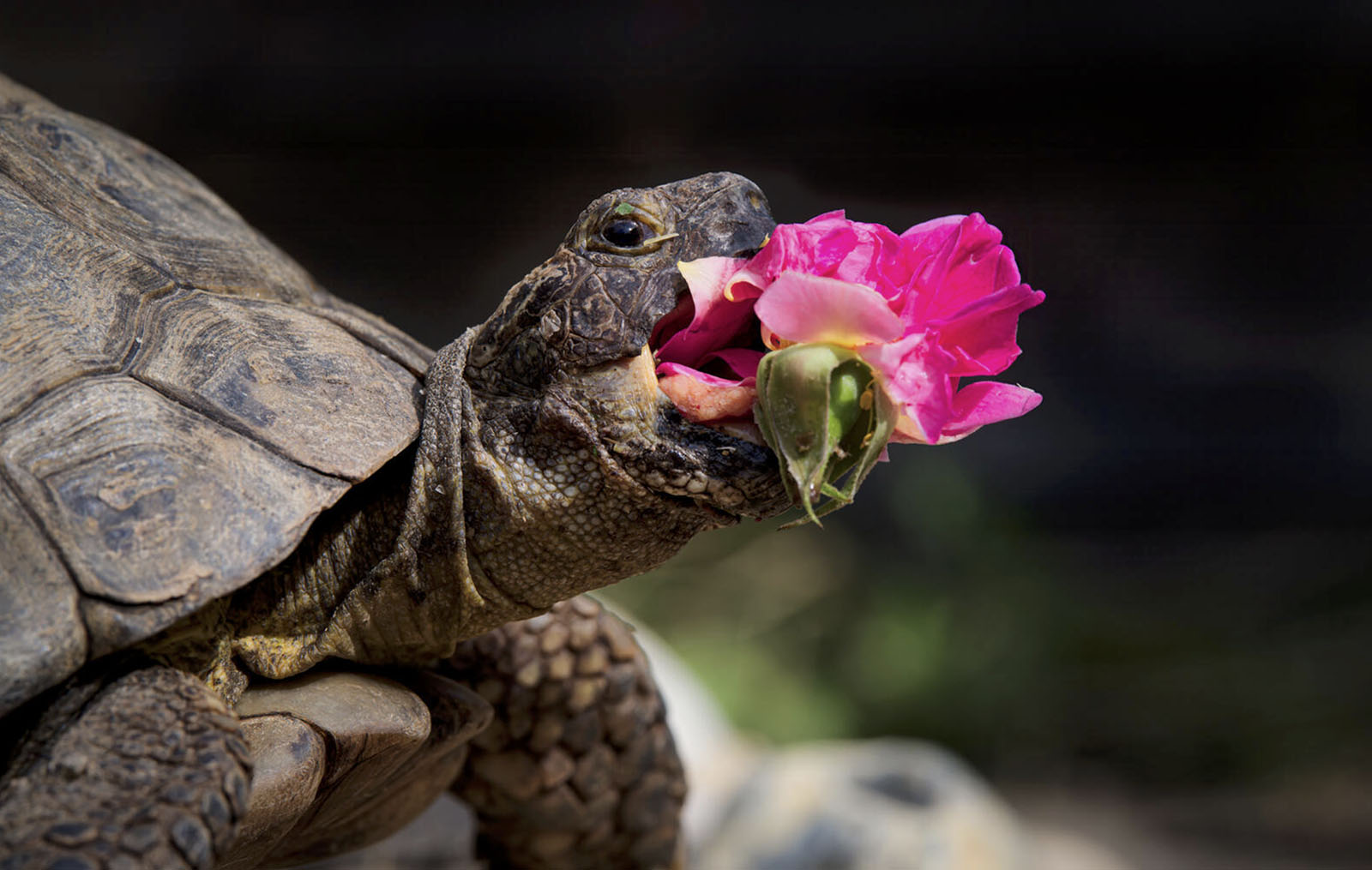 A tortoise nibbling on a bright pink flower, showcasing details of its textured shell and scaly head against a blurred natural background.