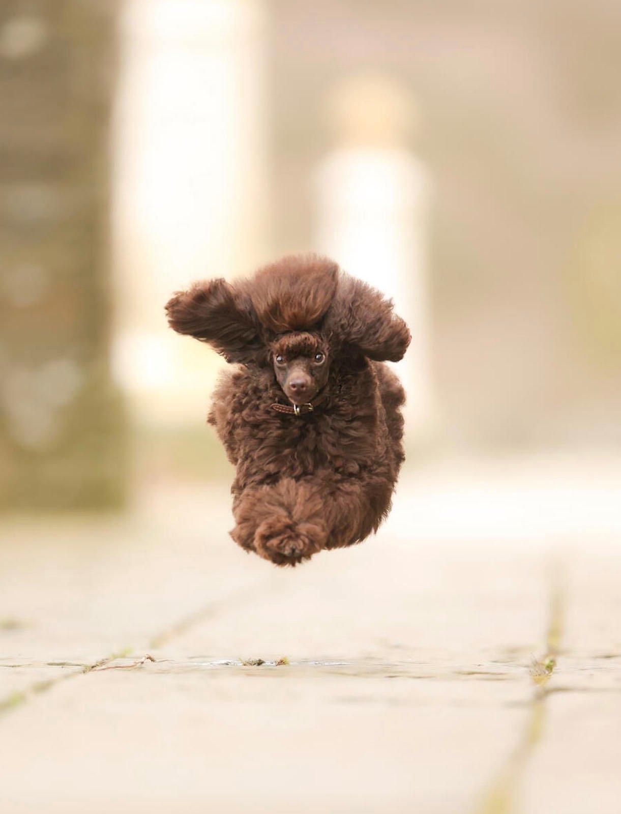 A fluffy brown poodle mid-jump over a sidewalk, with its ears and curly fur bouncing in the air, looking directly at the camera with a focused expression.