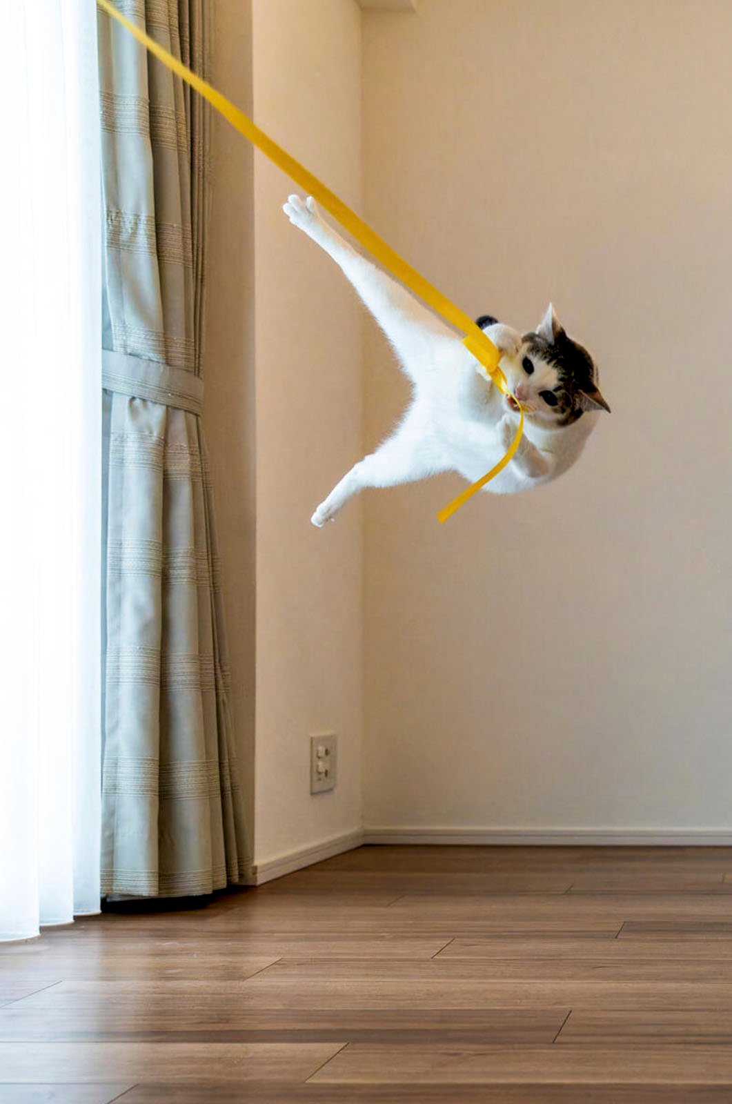 A cat leaping in mid-air to catch a yellow ribbon in a room with wood flooring and a light curtain. The cat is suspended horizontally, displaying agility.