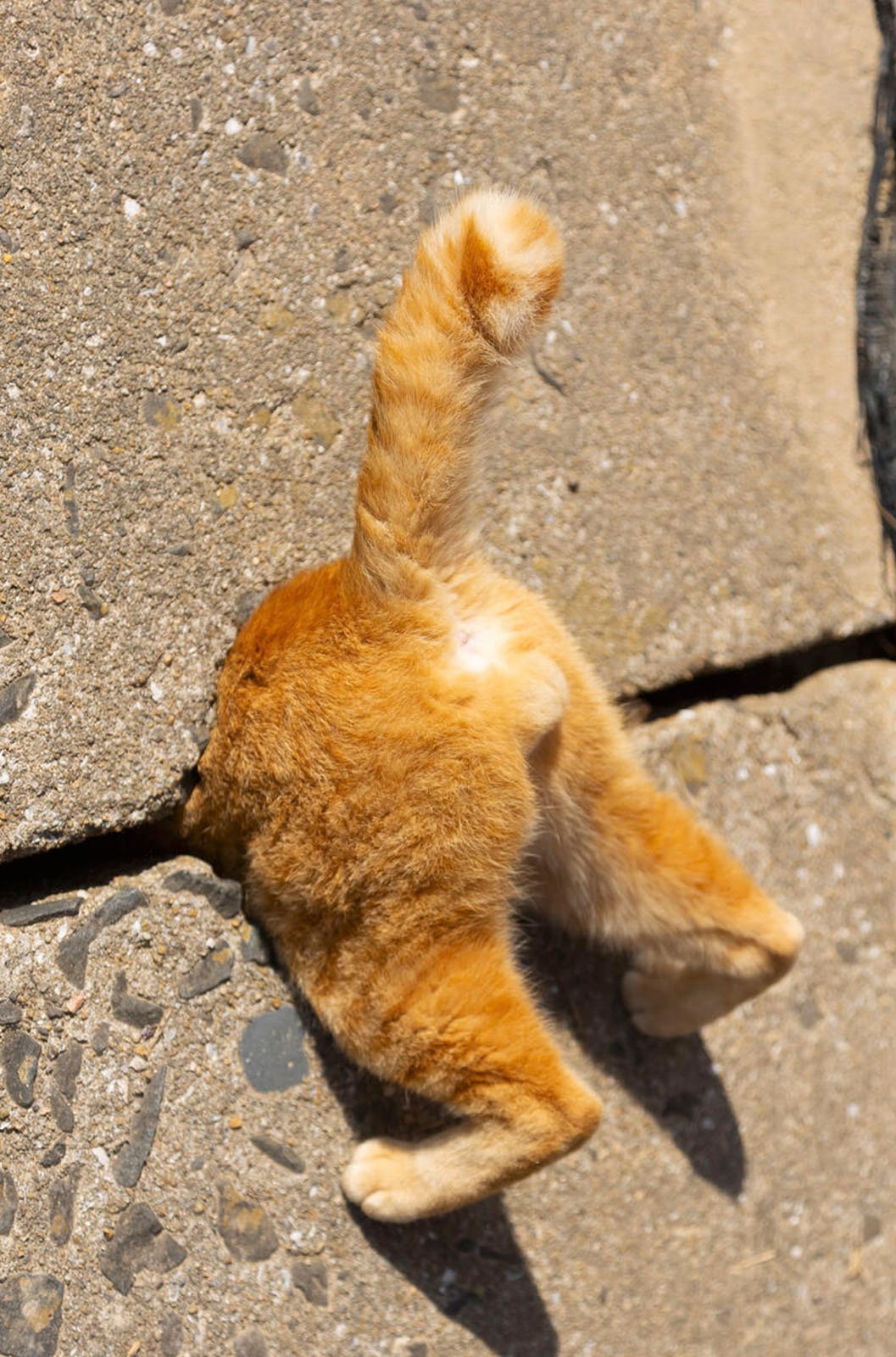 A ginger cat's tail sticking out as it squeezes under a concrete slab, with its body mostly hidden from view.