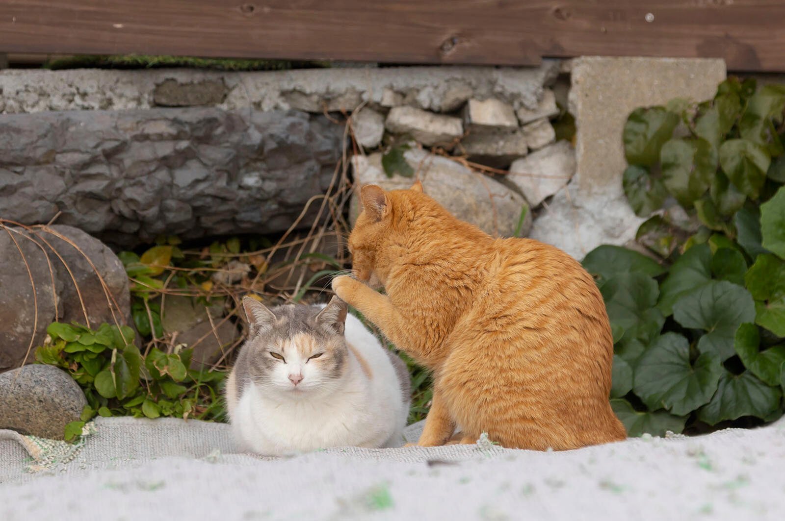 Two cats outdoors; an orange cat grooms the head of a white and gray cat sitting in a sand pit surrounded by rocks and green foliage.
