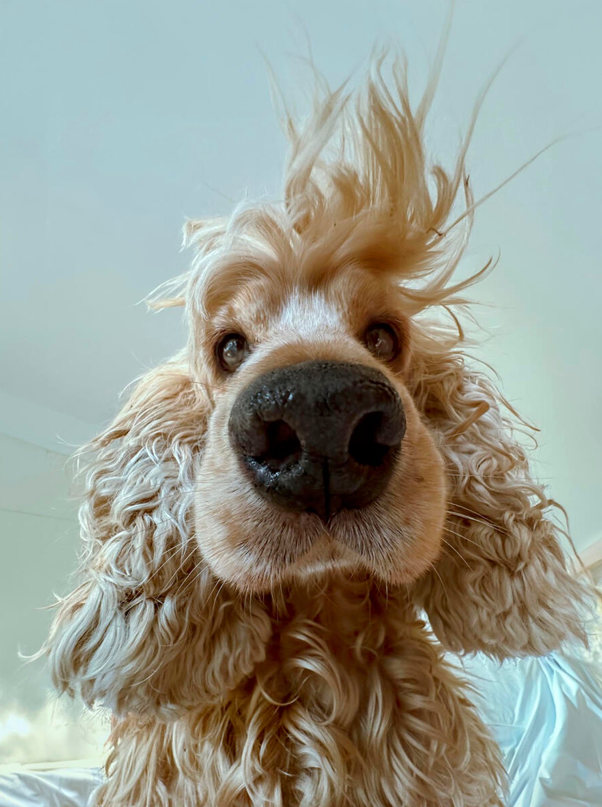 Close-up of a playful golden cocker spaniel looking directly at the camera with its hair tousled and ears flying up, giving a joyful and whimsical expression.