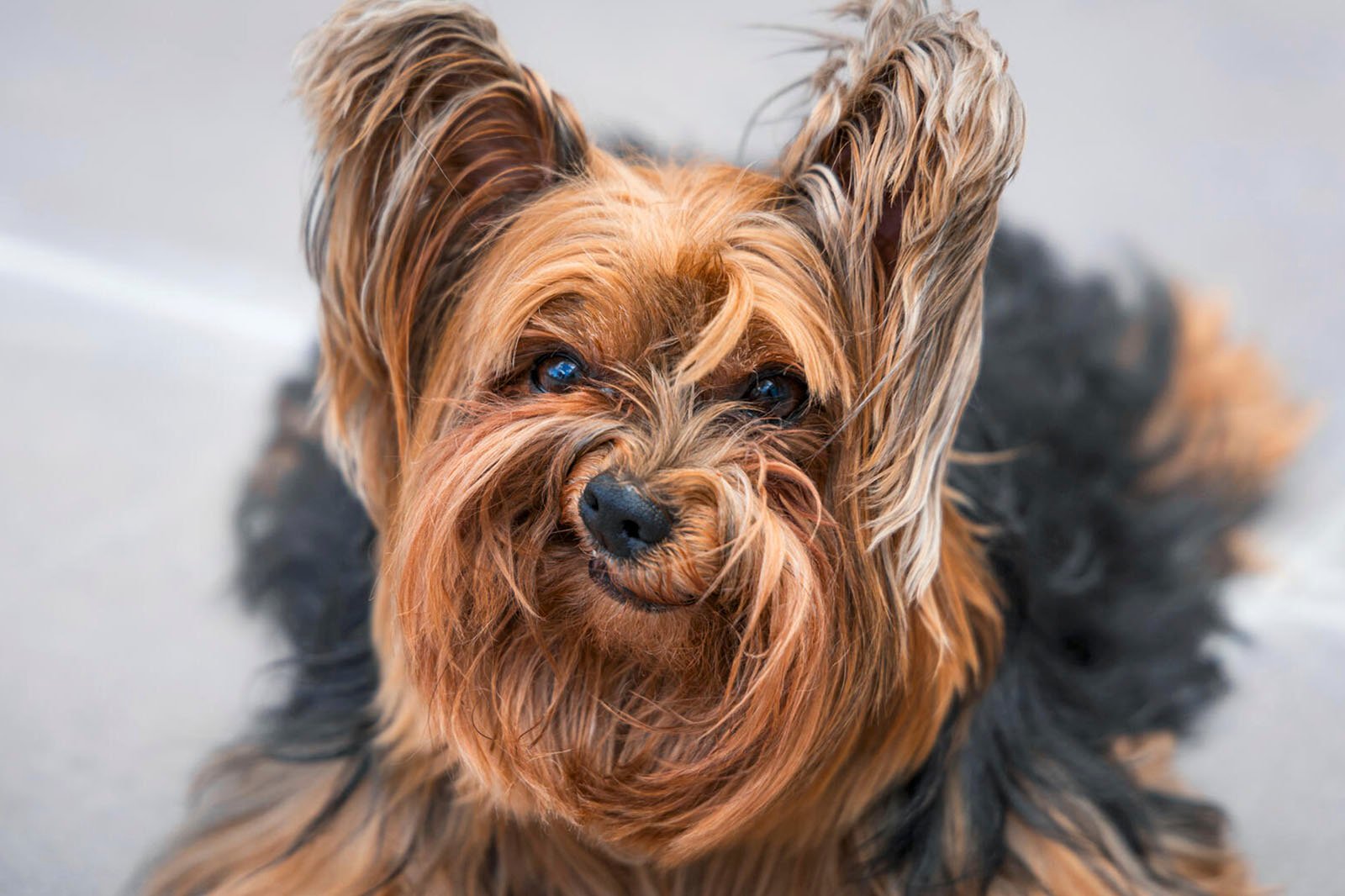 Close-up of a Yorkshire Terrier with glossy tan and black fur, looking directly at the camera with alert, perky ears.