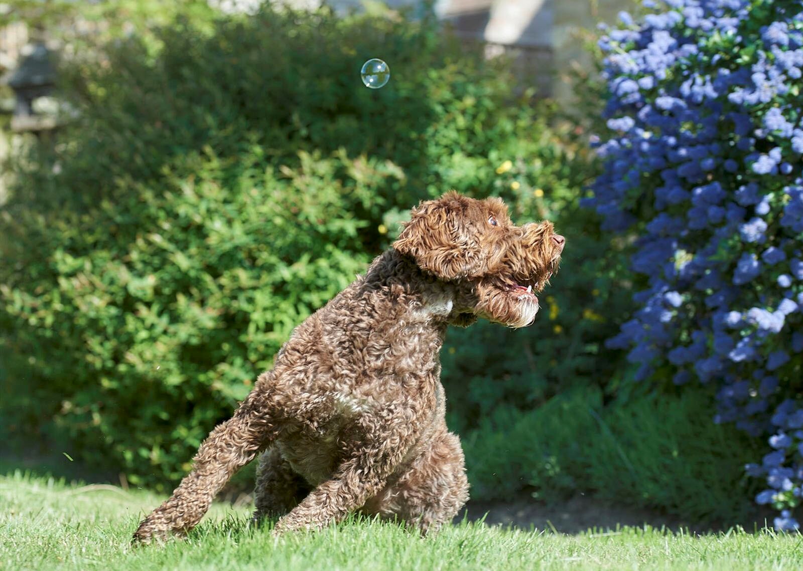 A brown curly-haired dog chasing a transparent bubble in a sunny garden with vibrant blue flowers in the background.