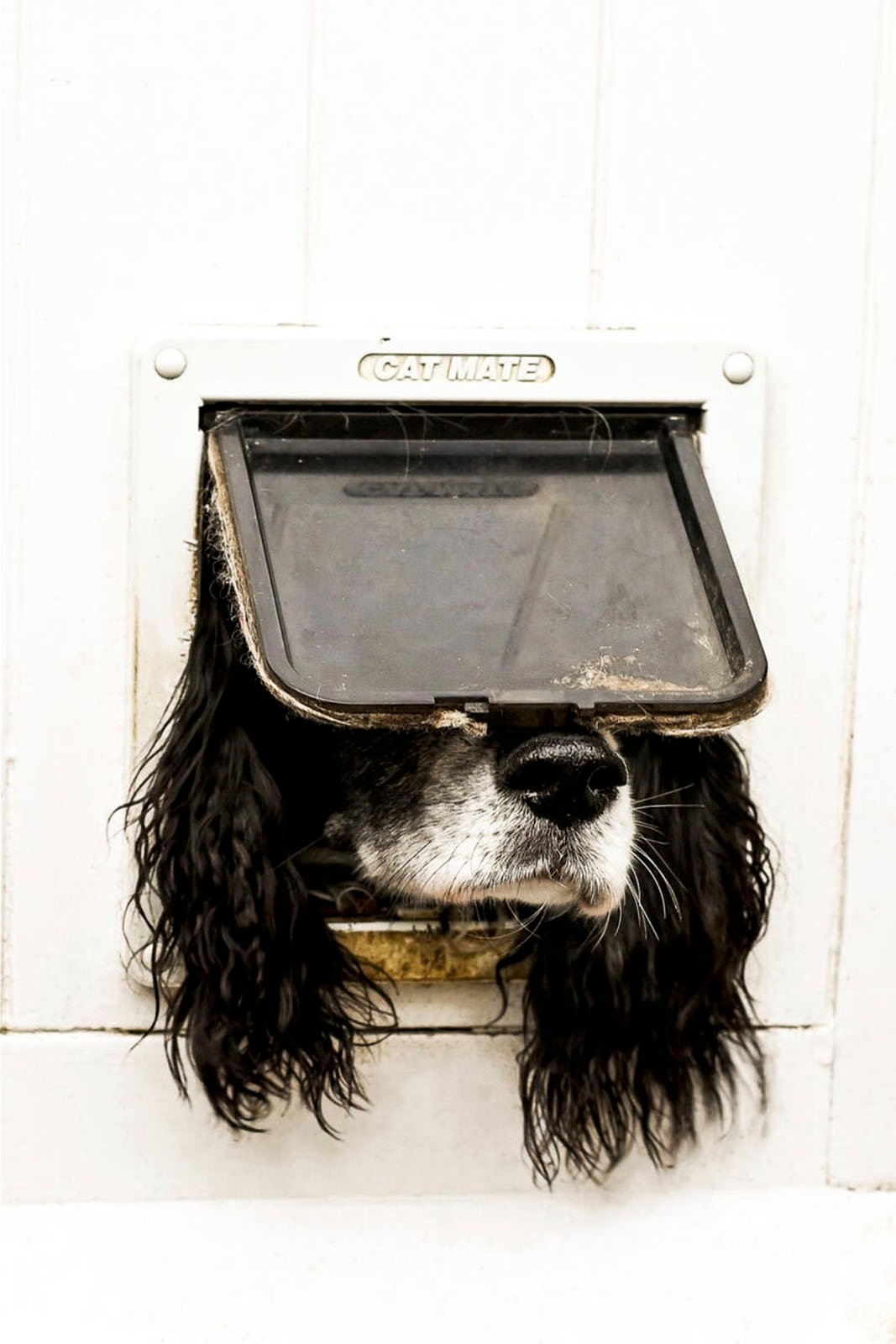 A dog's head peeking through a small white pet door labeled "Cat Mate," humorously contrasting the intended pet use.