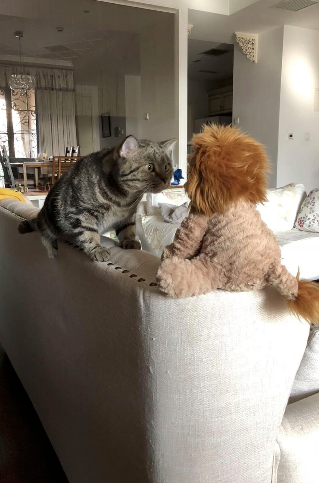 A curious tabby cat perched on a couch backrest, facing and touching noses with a fluffy brown toy dog in a well-lit living room.