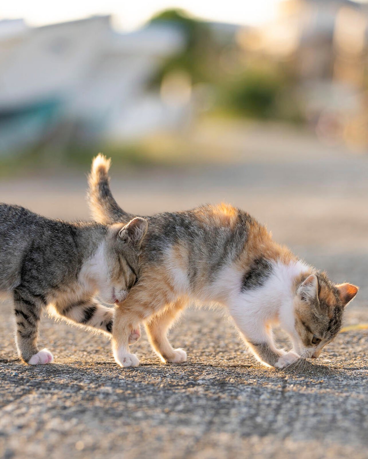 Two cats, one gray and the other calico, sniff the ground together on a sunlit road with blurry homes in the background.