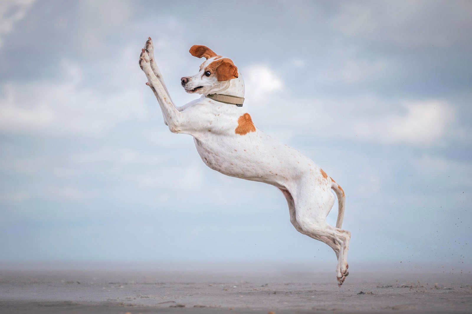 A brown and white dog joyfully leaping into the air on a sandy beach under a cloudy sky.