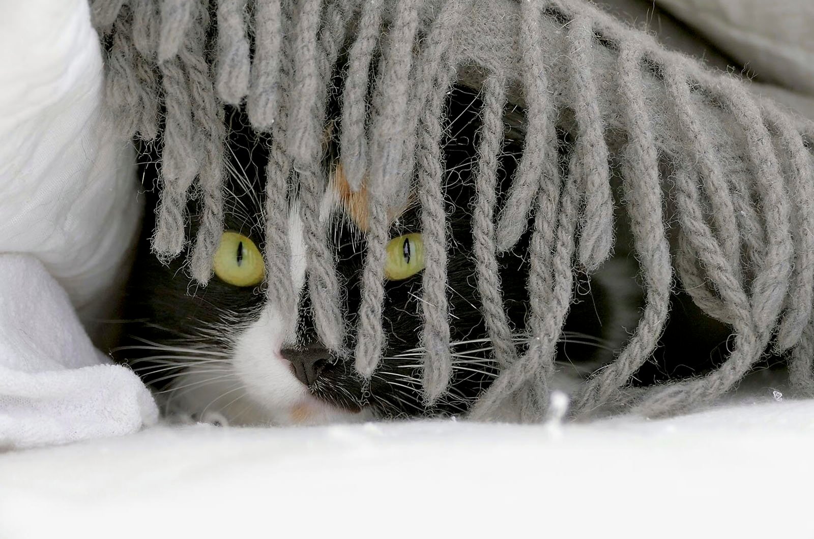 A cat with striking yellow eyes peering out from underneath a gray, woolly blanket, its face partially hidden, creating a playful and mysterious look.