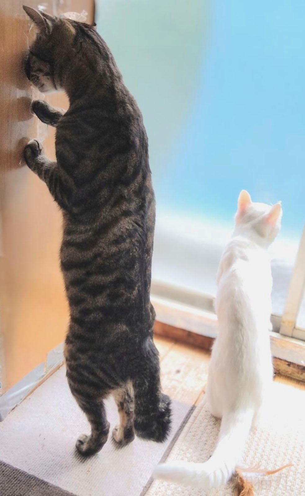 Two cats by a door; a striped cat stands on hind legs peeking outside, and a white cat sits beside it, both looking out a bright window.