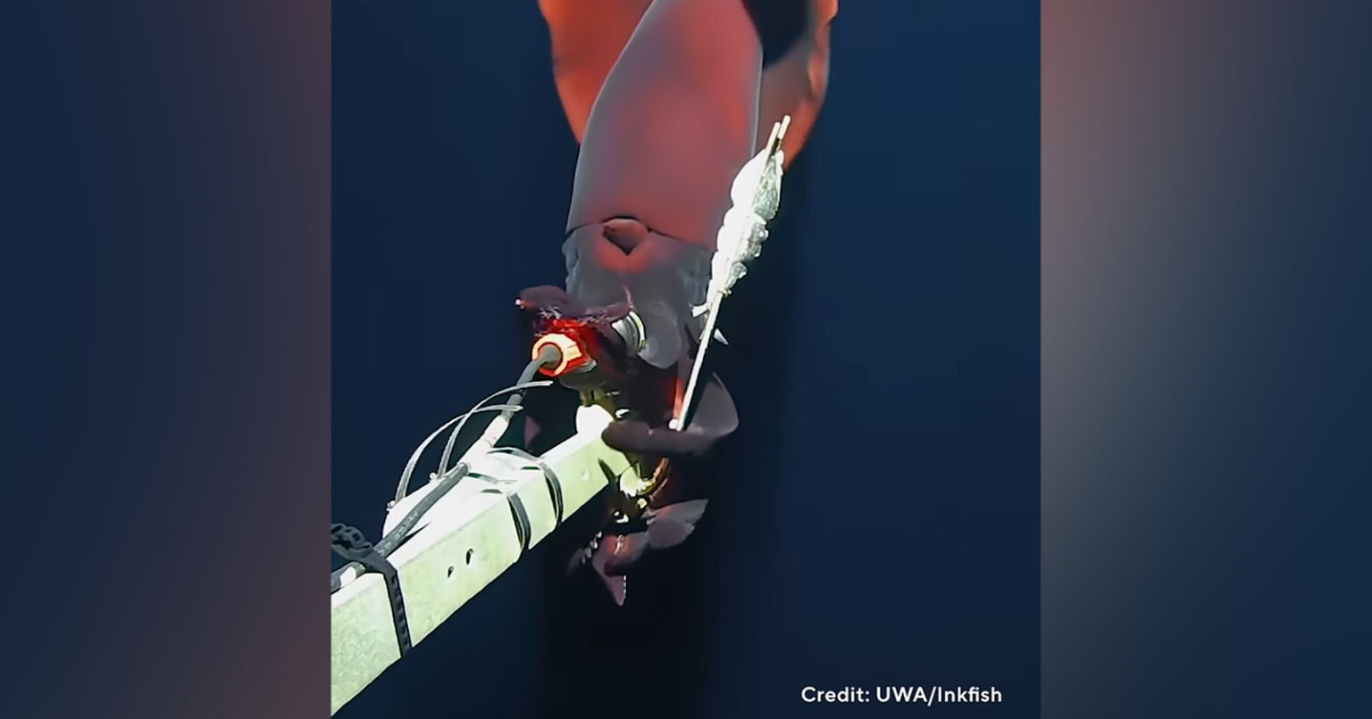 Deep-Sea Cameras Off Japan Film Mysterious Floating Creature Scientists ...