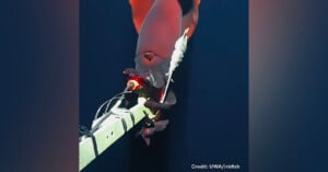 A close-up shot shows a large, red deep-sea squid as it interacts with a robotic arm equipped with sensors and a camera. The squid's tentacles are wrapped around the arm, highlighting the underwater research exploration. Credit: UWA/Inkfish.