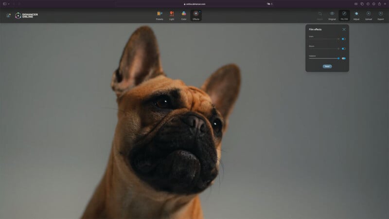 A French Bulldog gazes thoughtfully against a dark background, displayed on a computer screen with image editing software overlay showing controls for hue and saturation.