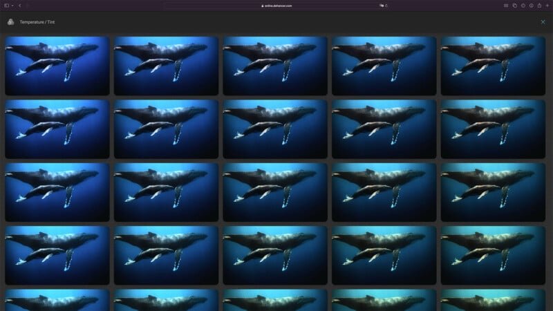Image displaying a grid of 24 thumbnail photos showing different angles and stages of a humpback whale breaching the water surface in a deep blue ocean.