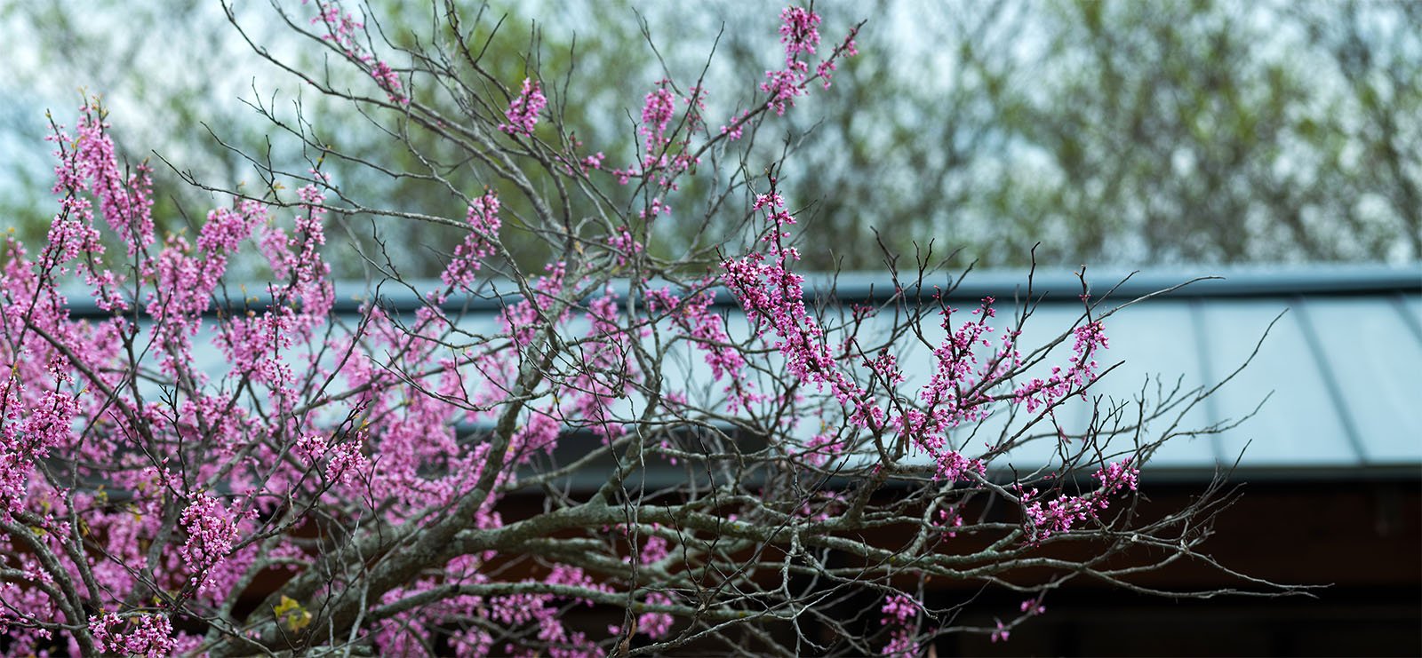 A vibrant pink flowering tree in sharp focus against a blurred background of green trees and a grey roof.