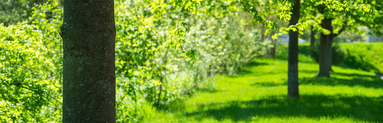 A sunny, verdant orchard with close focus on the textured bark of a tree trunk on the left, contrasting with the blurred, leafy green backdrop.