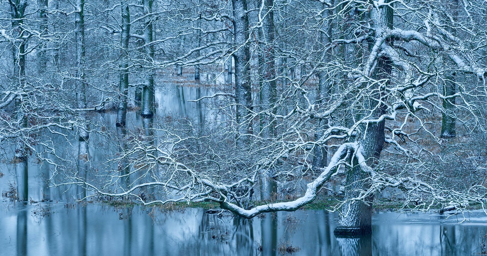 A tranquil winter scene of a forest with snow-covered trees. The bare branches are coated in snow, some dipping into a reflective, partially frozen body of water. The muted blues and whites create a serene and chilly atmosphere.