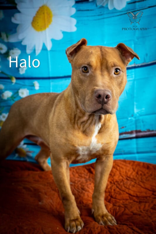 A brown dog with an attentive expression stands on an orange textured fabric, against a vibrant blue background decorated with large white daisy images.  The name "Halo" is covered on top.