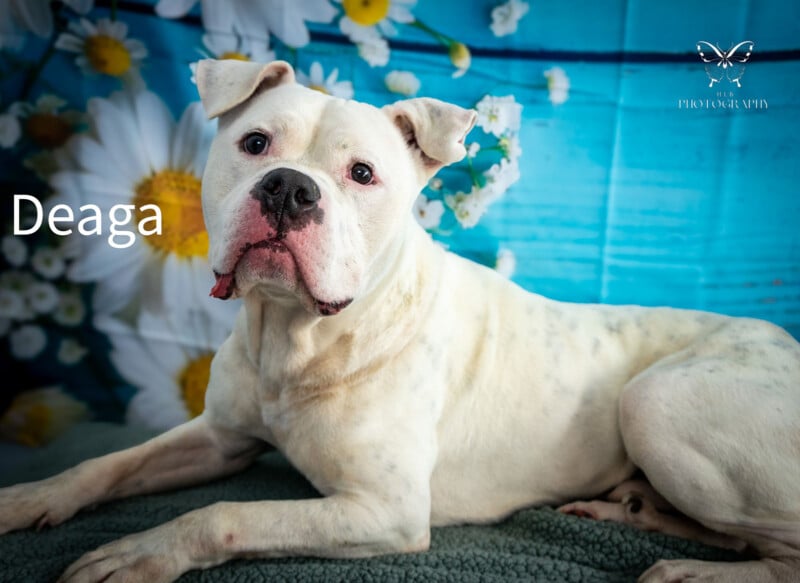 A white dog with a distinctive pink spot on its nose, lying on a green blanket with a floral blue background.  The name "Deaga" is displayed in the upper right corner.
