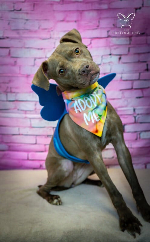 A gray dog ​​wearing a blue shirt and a yellow bandana "Adopt me" text stands with its head tilted, against a pink brick background.  The dog has a curious and hopeful expression.