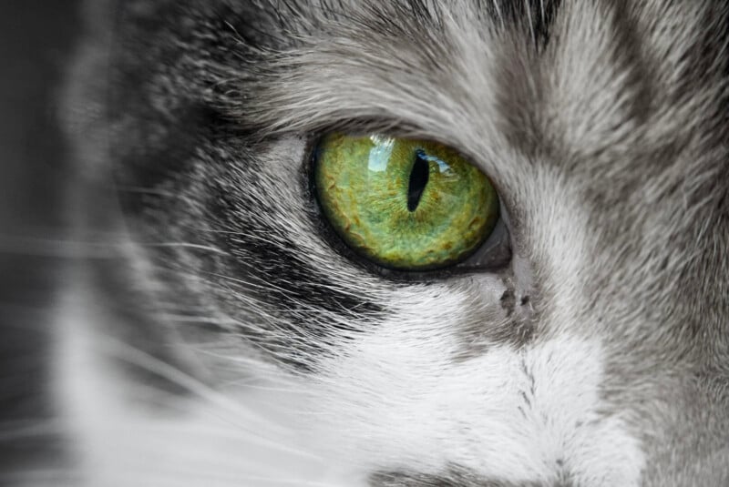 Close-up of a cat's face, focused on its striking green eye, while the rest of the image is in black and white.