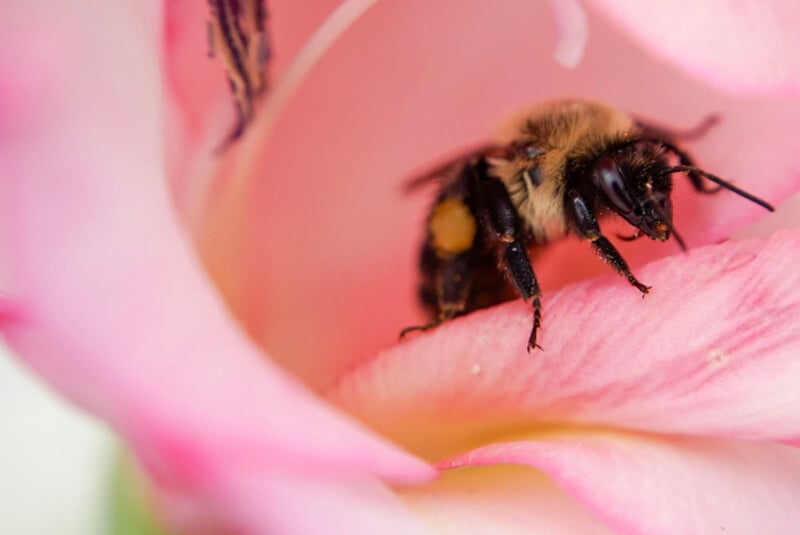 A bumblebee nestled within the soft pink petals of a flower, its body coated with pollen, creating a gentle interaction between flora and fauna.