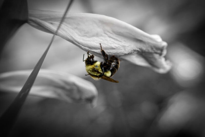 A selective color photo of a bumblebee clinging to the underside of a white petal, with a blurry gray background.