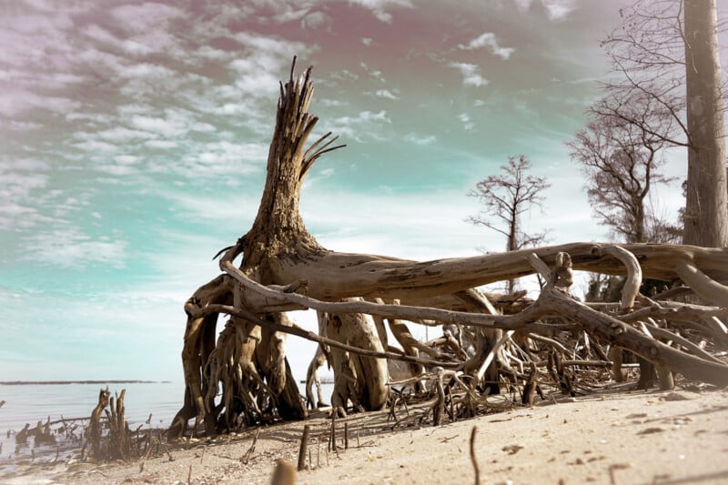 An uprooted tree with intricate roots lies on a sandy shore against a backdrop of clear skies and distant trees.