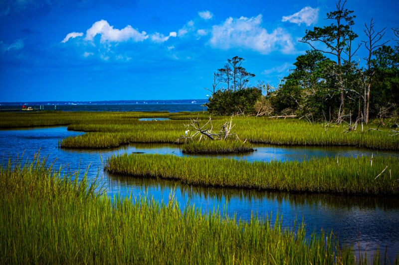 A vibrant coastal marshland featuring lush green grasses, winding water channels, and scattered dead trees under a blue sky with fluffy clouds.
