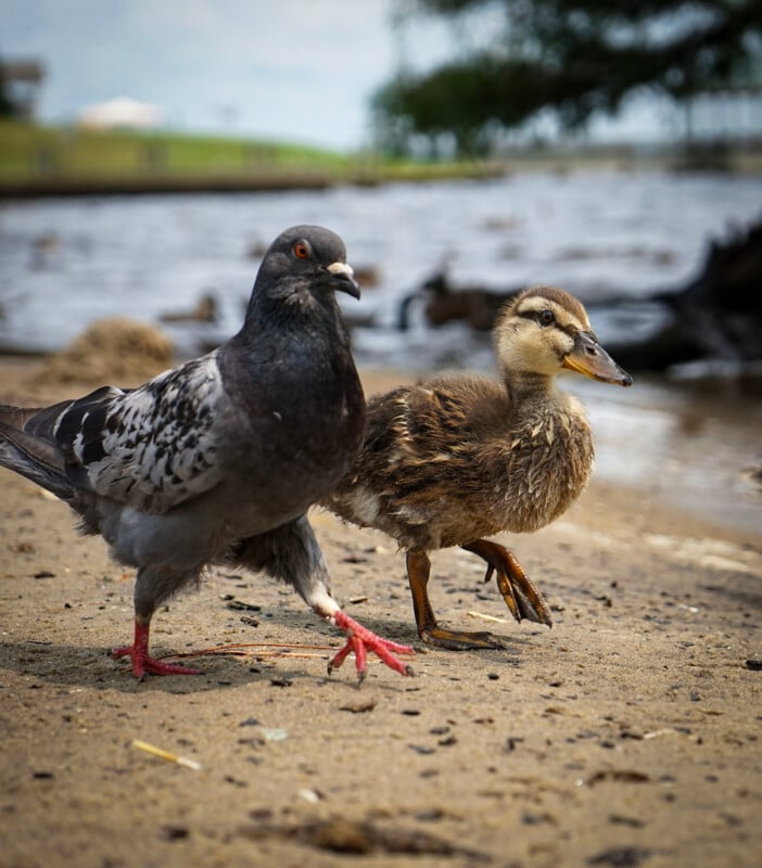 A pigeon and a duckling walk side by side on a sandy lake shore, with the pigeon slightly blurred in motion and water and grass in the background.