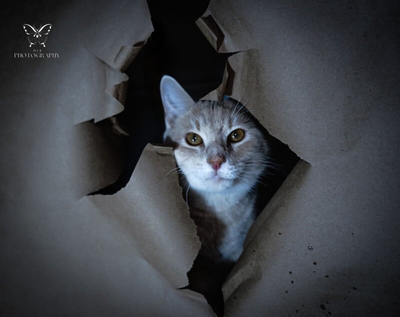 A light brown and white cat peers through a hole torn in brown paper, with its bright eyes focused directly toward the viewer.
