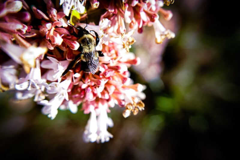 A close-up image of a bee pollinating vibrant pink and white flowers, with a focus on the bee against a blurred background.