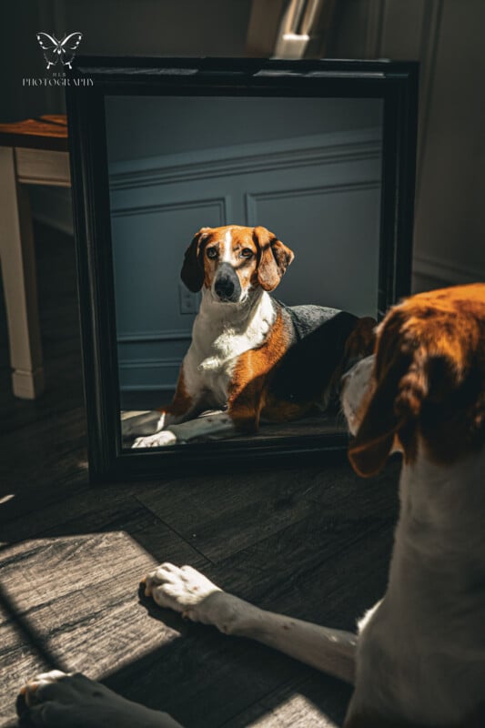 A dog sitting in front of a mirror, which creates an illusion of a framed portrait, in a sunlit room.