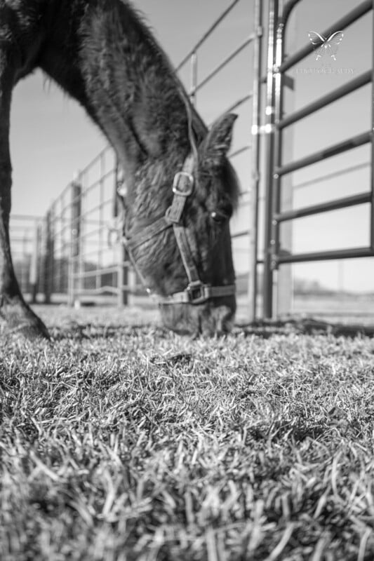 Black and white photo of a horse grazing, with a close-up focus on the muzzle and grass, while the fence in the background is out of focus.