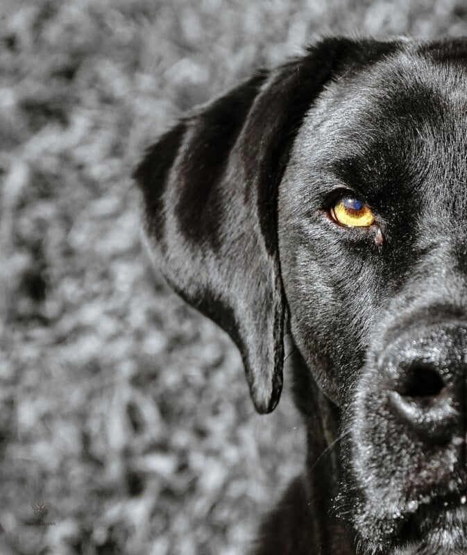 Close-up of a black dog with a reflective amber eye, against a blurred gray background, highlighting the detailed texture of its fur and solemn expression.