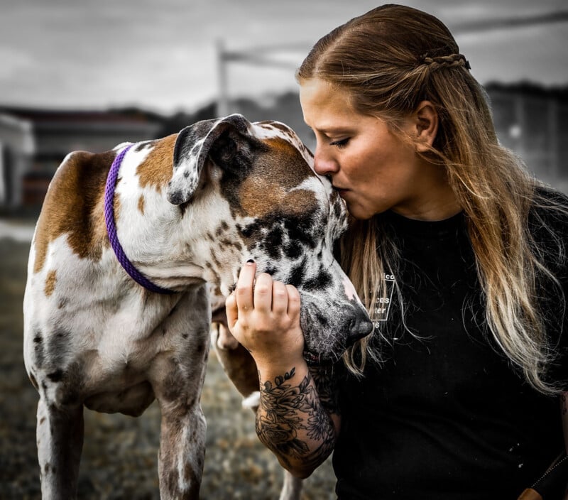 A woman lovingly kisses a large Great Dane on the nose, both showing affection.  The background is blurred, which emphasizes their bond.